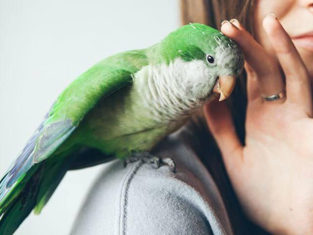 Avian Care in Rochester