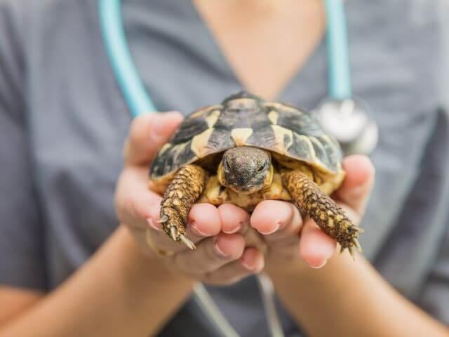 Reptiles in Rochester