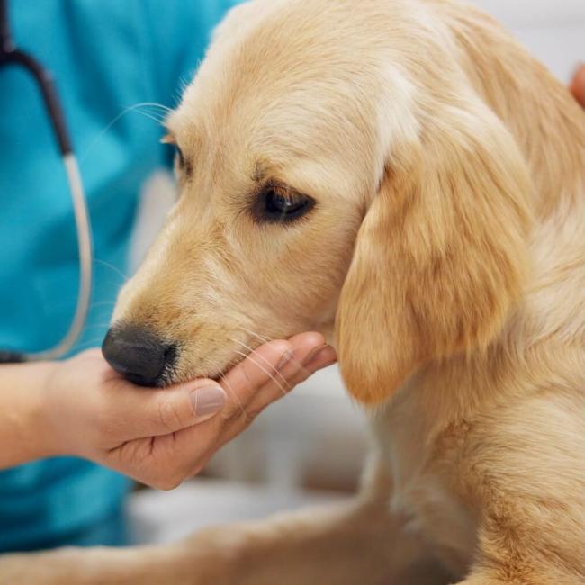 Dog Services in Rochester
