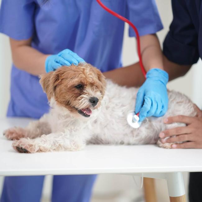 Pet Screenings in Rochester