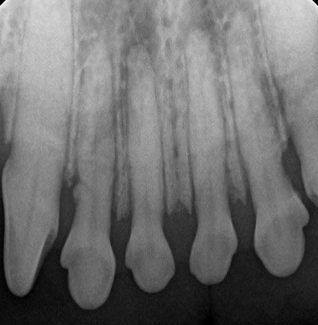Pet Dentistry in Rochester