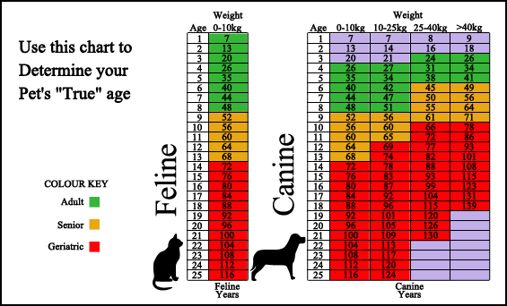 Lakeside Animal Hospital - Surveillance Screening